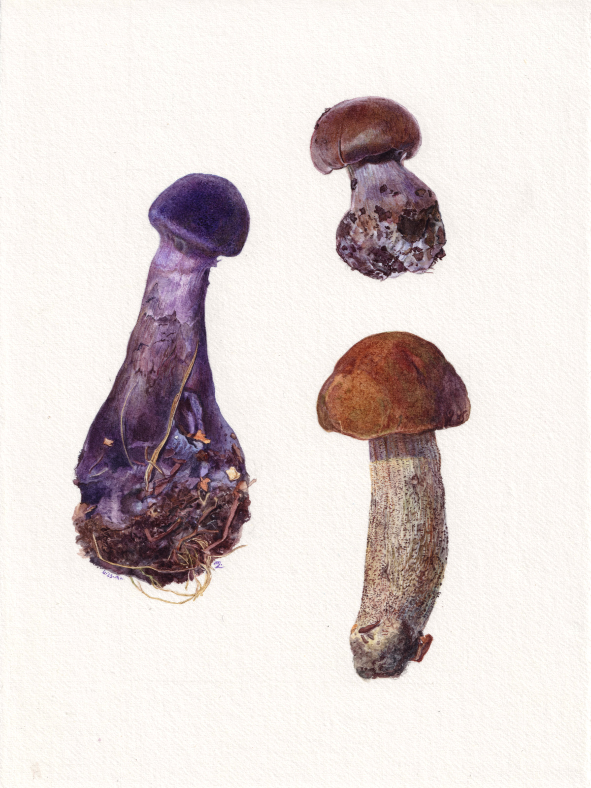 Botanical study of mushrooms featuring a cortinarius violaceus, a cortinarius purpurescent and a leccinum quercinum