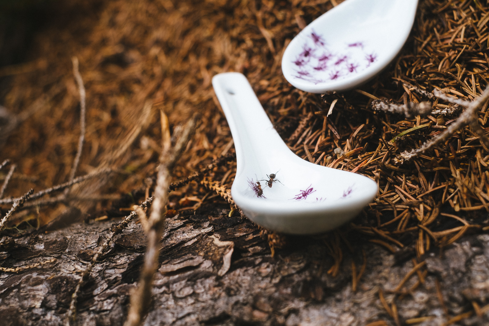 “Ant Violet” spoons from “Fourmis”, a collection of painted porcelains by messalyn, disposed on an anthill in a forest.