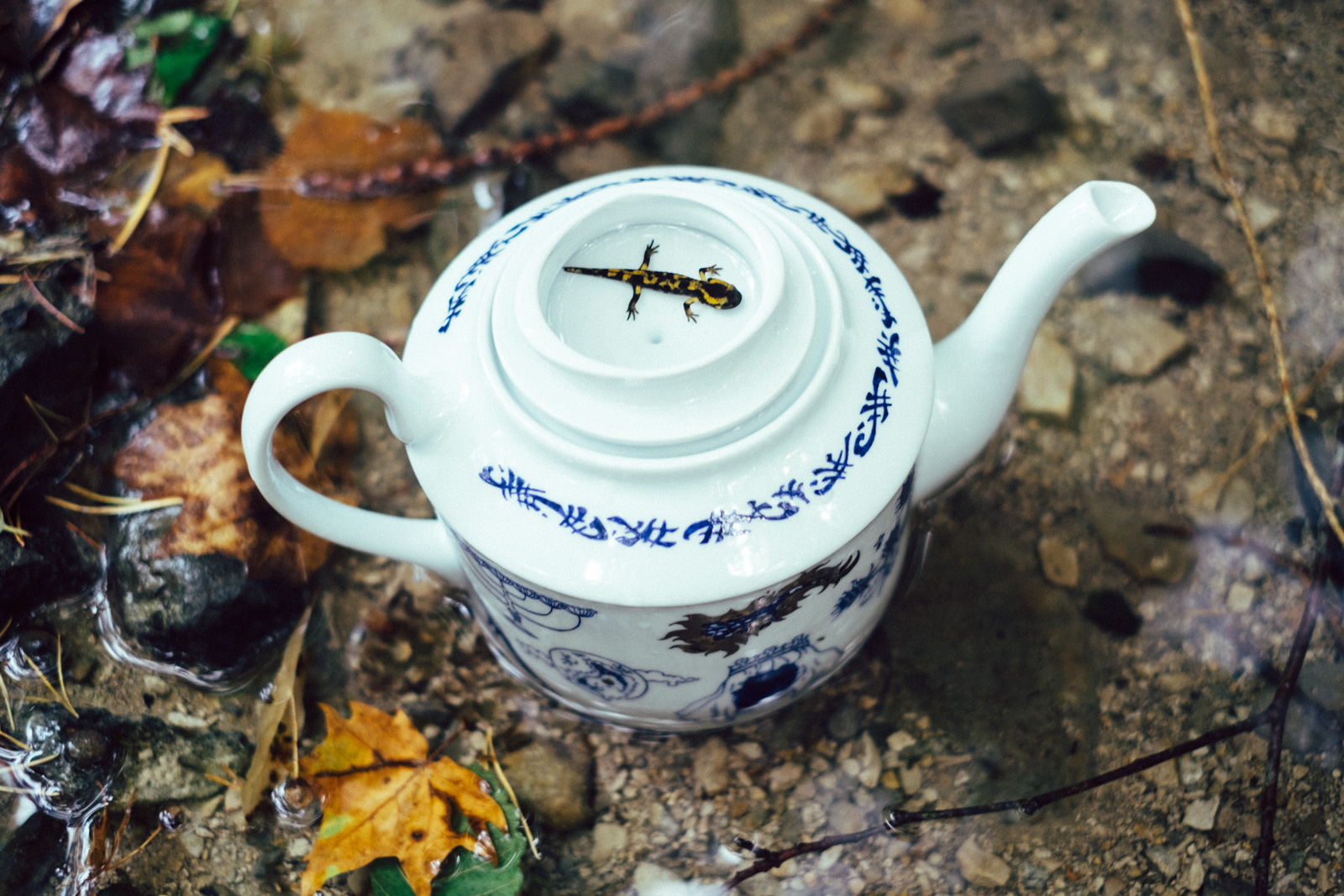 Blue teapot from “Enchanteresse”, a collection of painted porcelains by messalyn, in the middle of a forest stream with a baby salamander resting in the upside-down lid