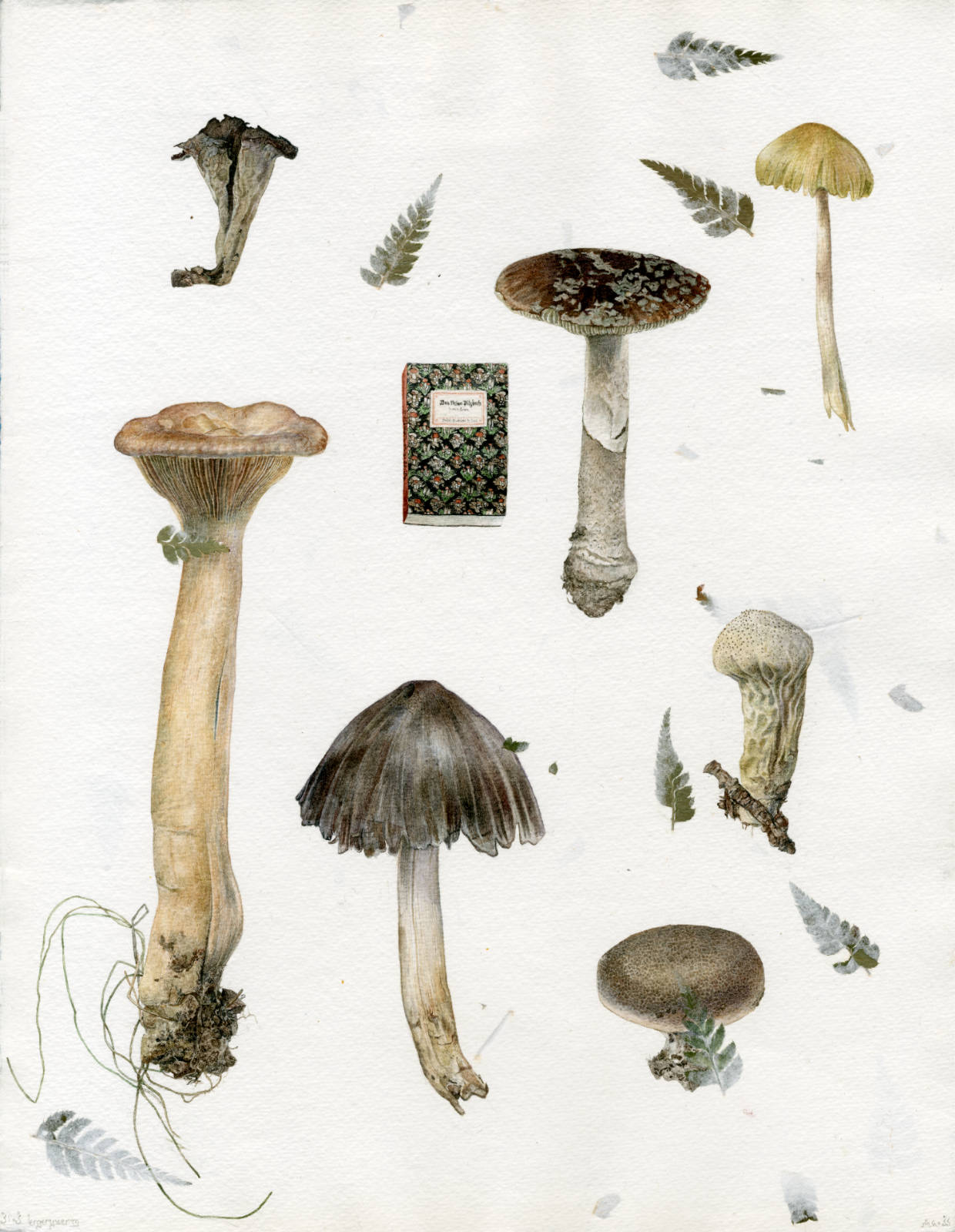 Watercolour study of various mushrooms such as craterellus cornucopioides, (vulgar black chanterelle) lactarius (vulgar milk-caps) amanita mascara (vulgar fly agaric) lycoperdon perlatum (vulgar puffball) and two unidentified others