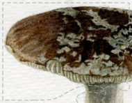 “Étude de champignons”, an original watercolour painting by messalyn (thumbnail)